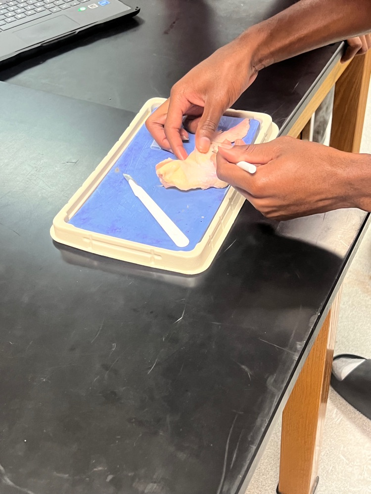 dissecting chicken wings to observeto observe muscle and bone