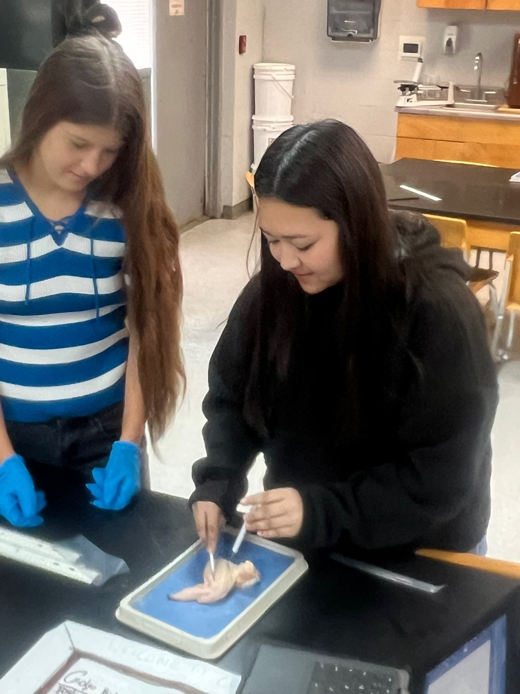 dissecting chicken wings to observeto observe muscle and bone